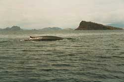 Whale Watching in the Alor Island group