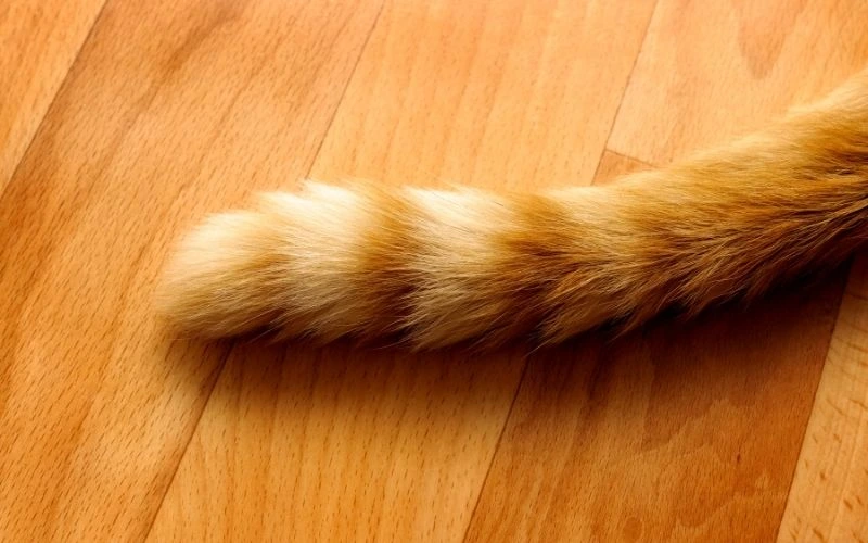 Why Indonesian Cats Don’t Have Tails