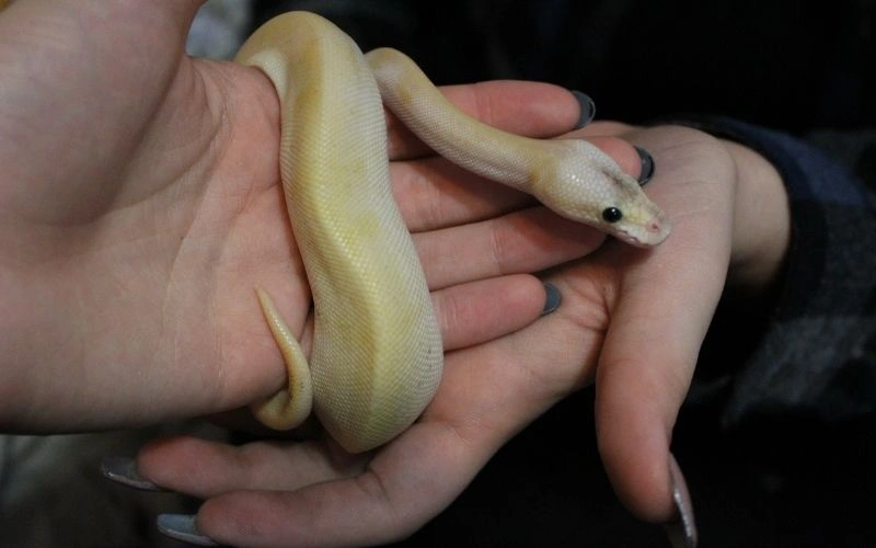 My Snakes and I