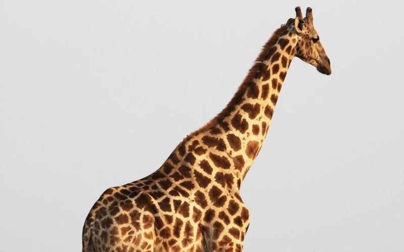 from Giraffes to the New Virus Strain