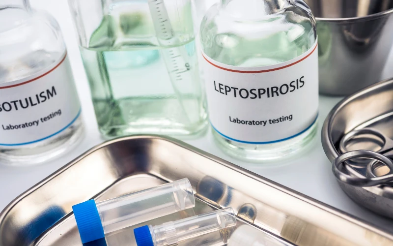 Leptospirosis - Health and Medical Concerns in Indonesia