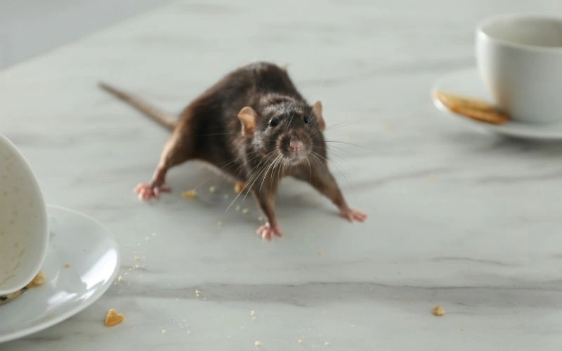 Rats In jakarta