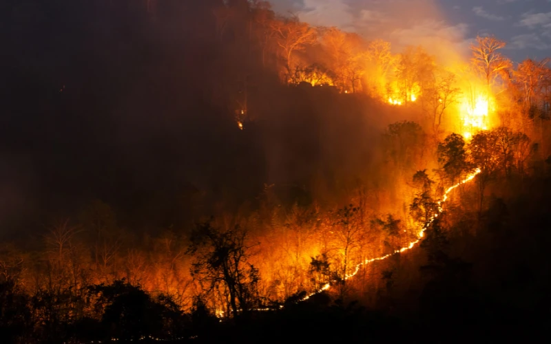 The Burning Woods Really Freak Me Out!