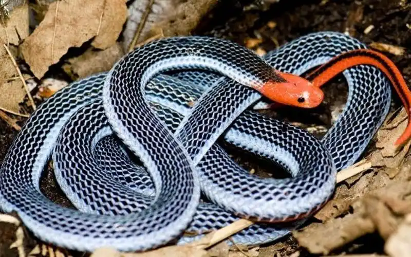 Coral Snake