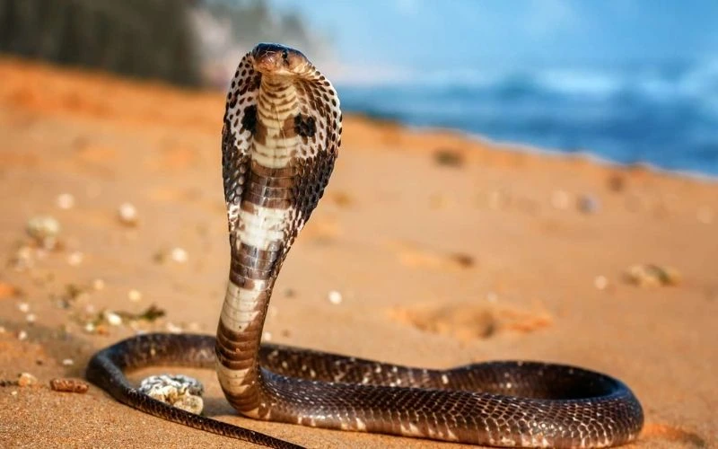 King Cobra one of Venomous Snakes in Indonesia