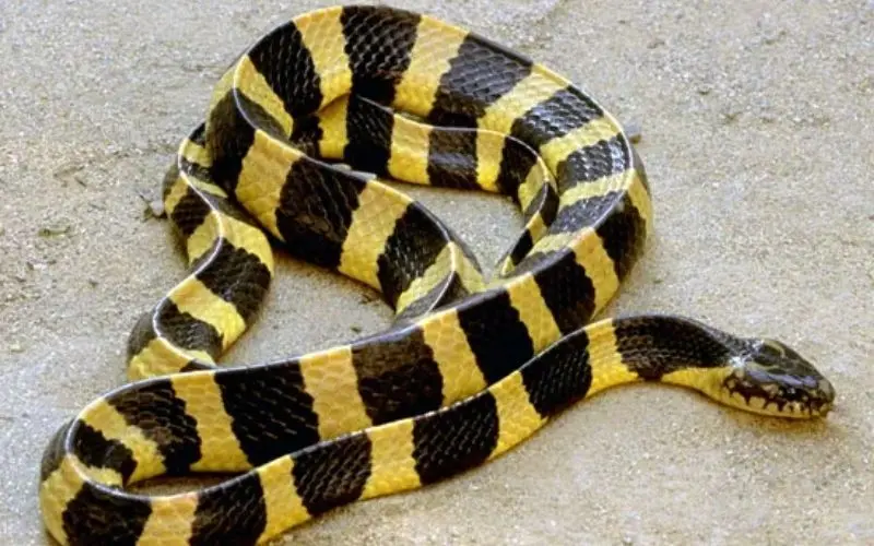 Kraits Snake