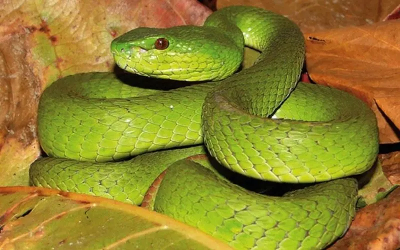 Pit Vipers Snakes