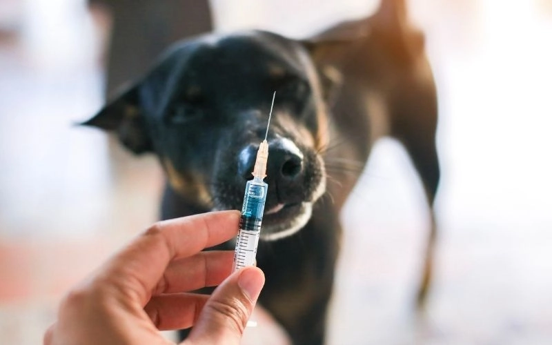 Rabies Prevention & Info
