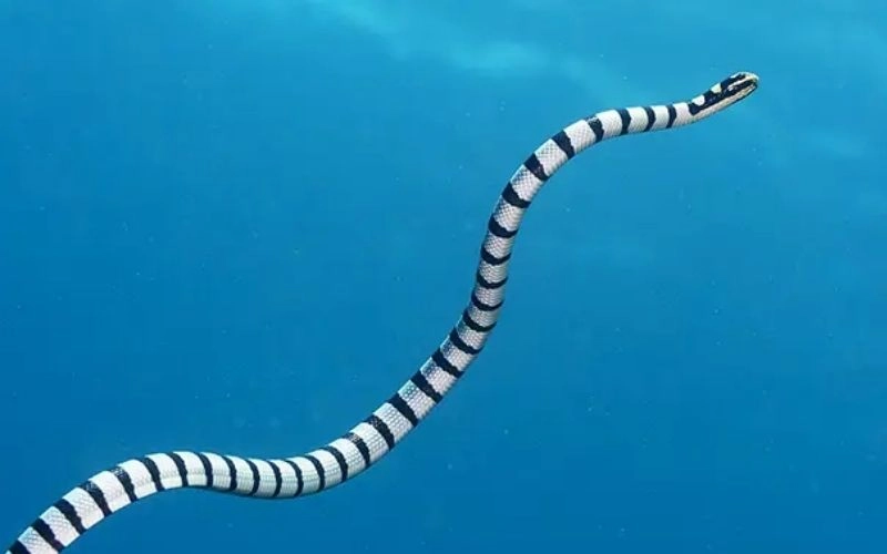 Sea Snakes