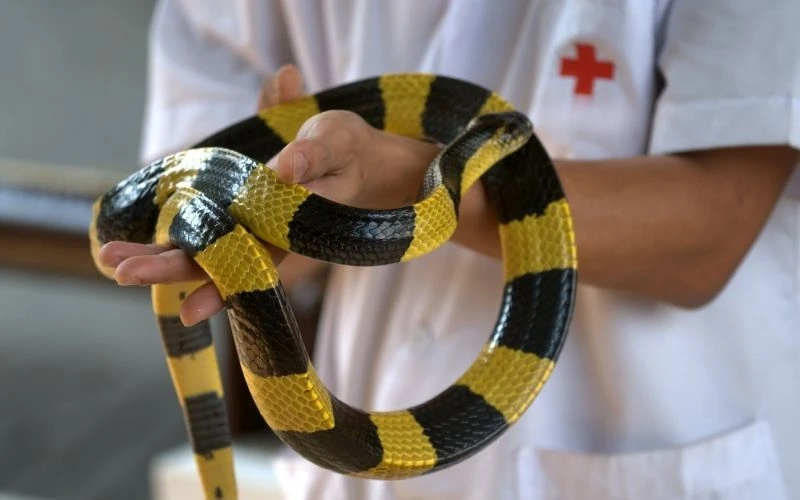 Snakebite Emergency What To Do in 60 Seconds
