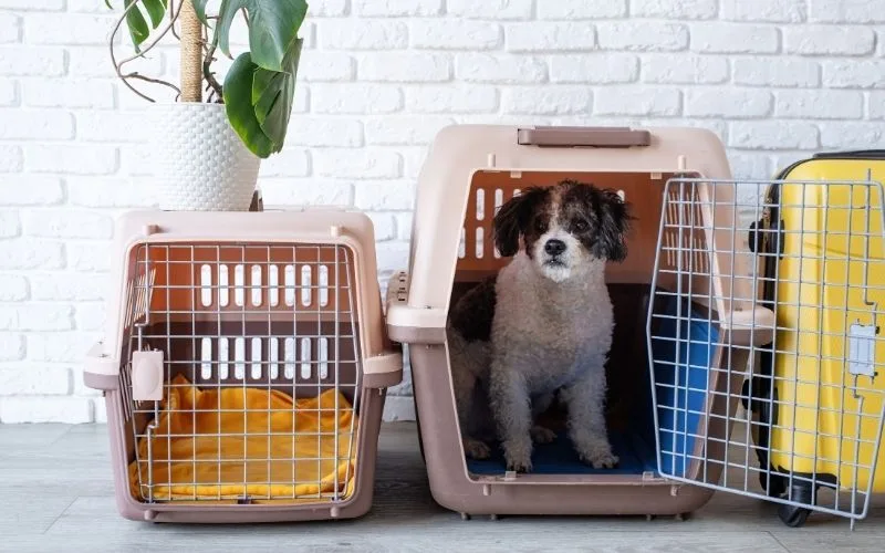 Bringing Your Pet to Indonesia