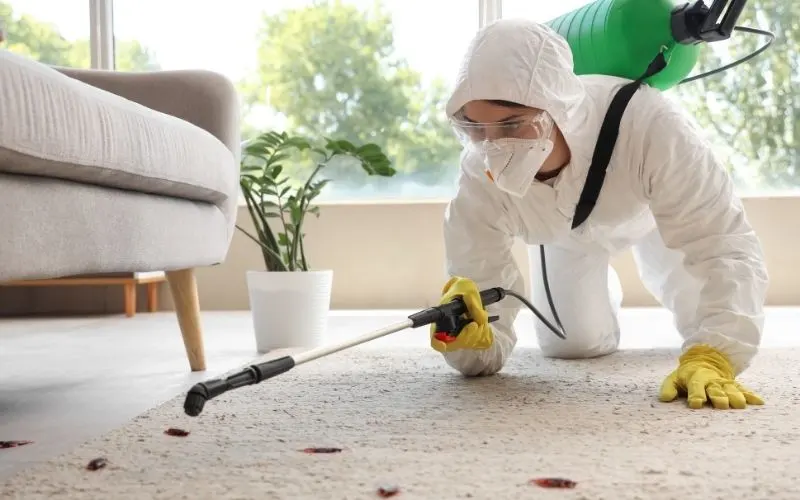 Pest Control in Indonesia A Practical Guide for Expats
