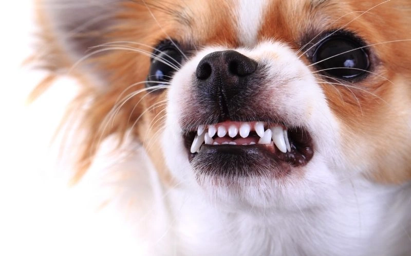 Canine Distemper in Indonesia