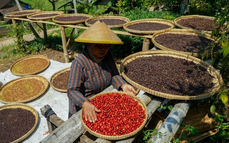 Coffee in Indonesia