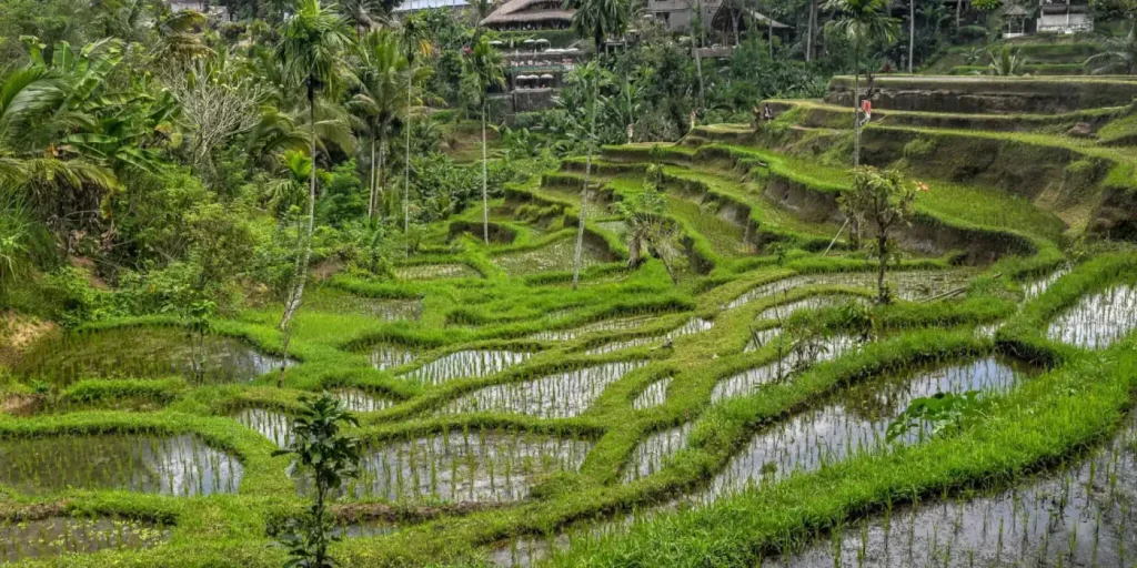 expat id ubud
