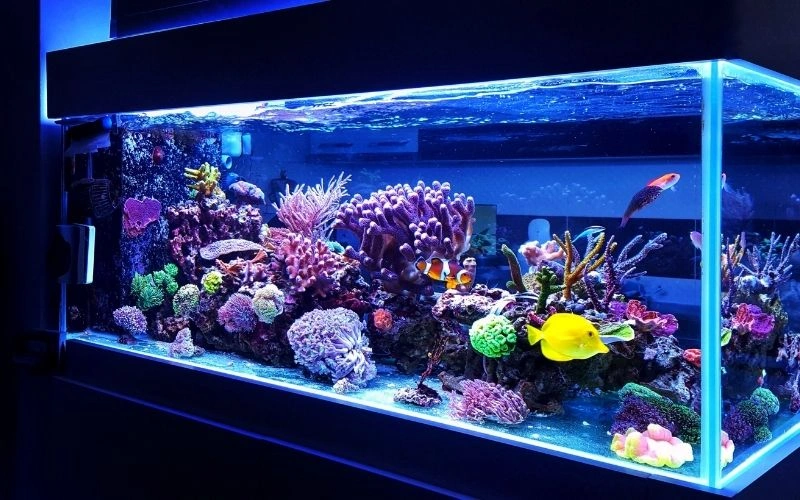 Coral Reef Aquarium