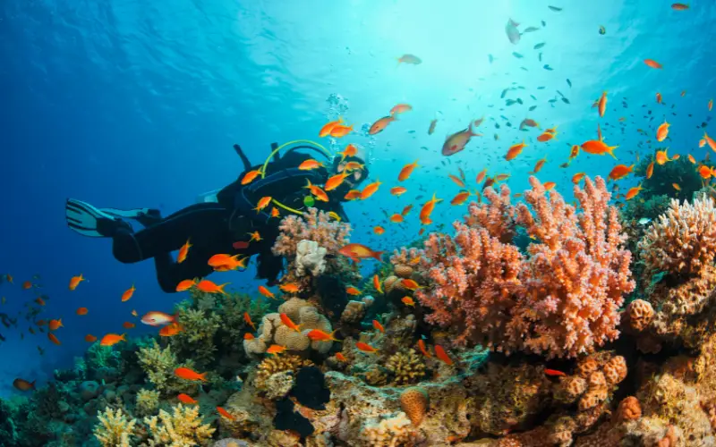 Scuba Diving in Indonesia